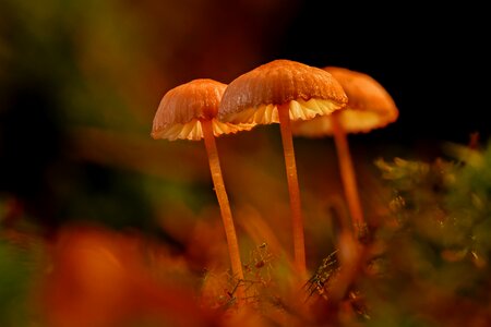 Moss mini mushroom small mushroom