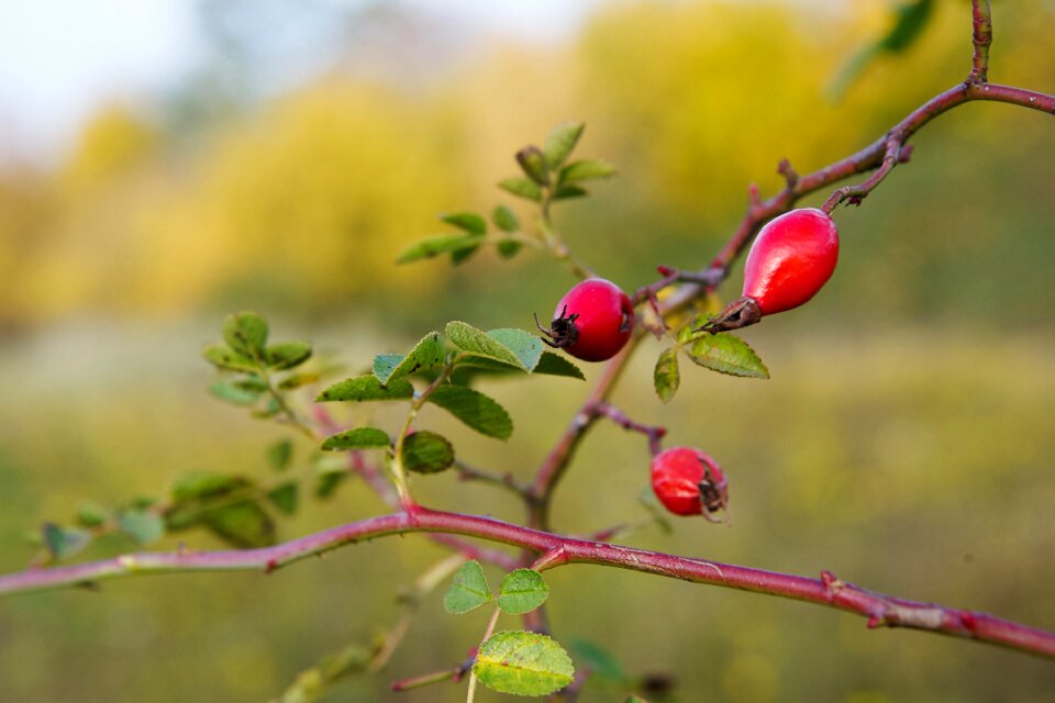 Fruit bush wild rose