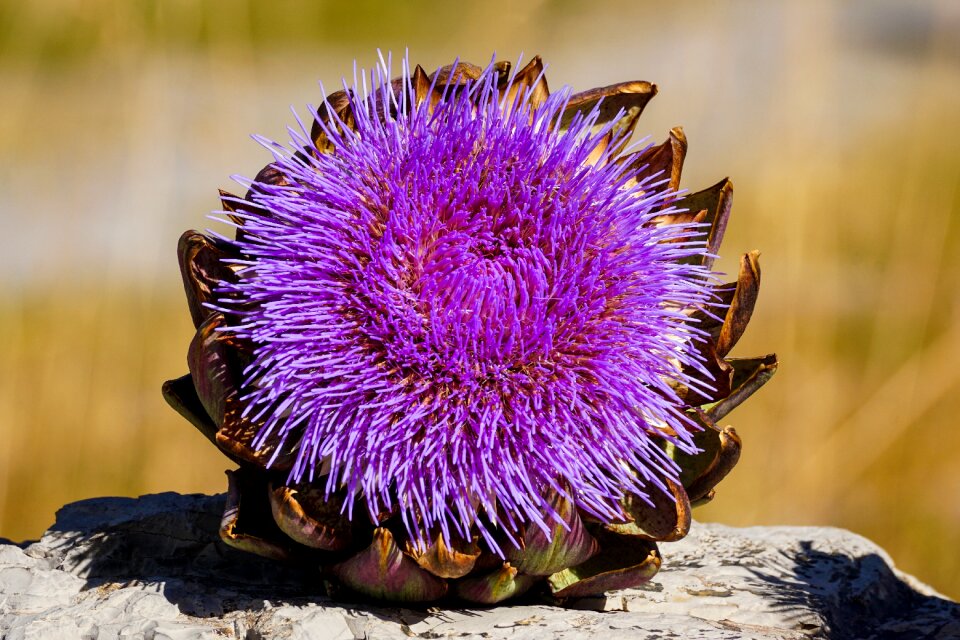 Bloom bright purple