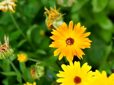 Gardening orange calendula officinalis photo