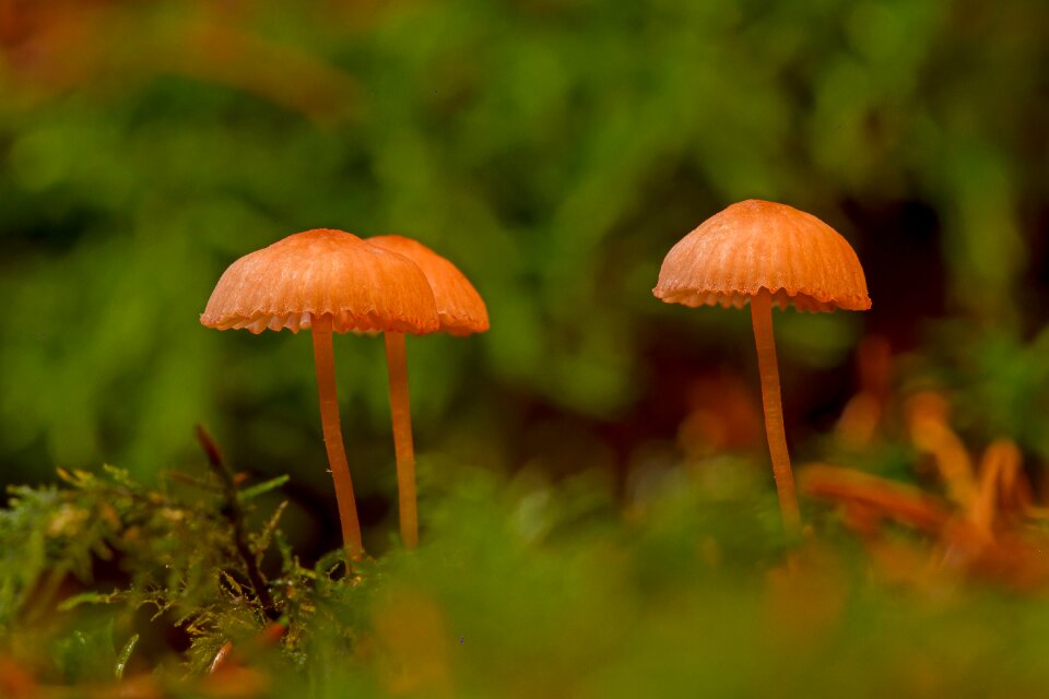 Moss mini mushroom small mushroom
