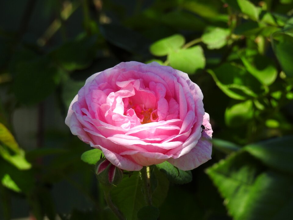 Beautiful flower red rose one rose