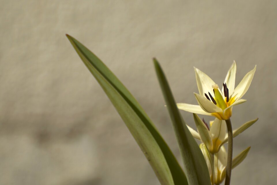Flower white yellow