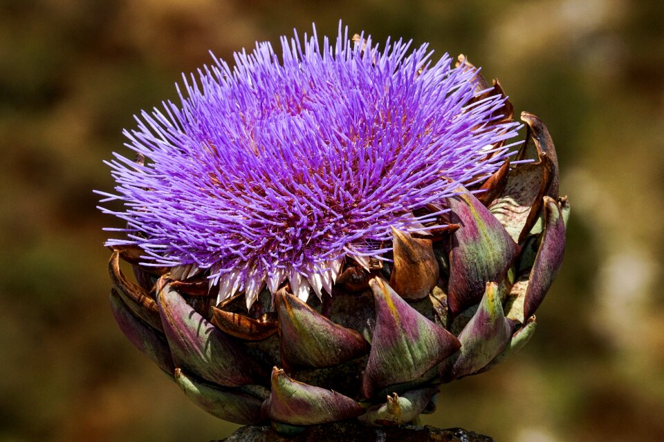Bloom bright purple