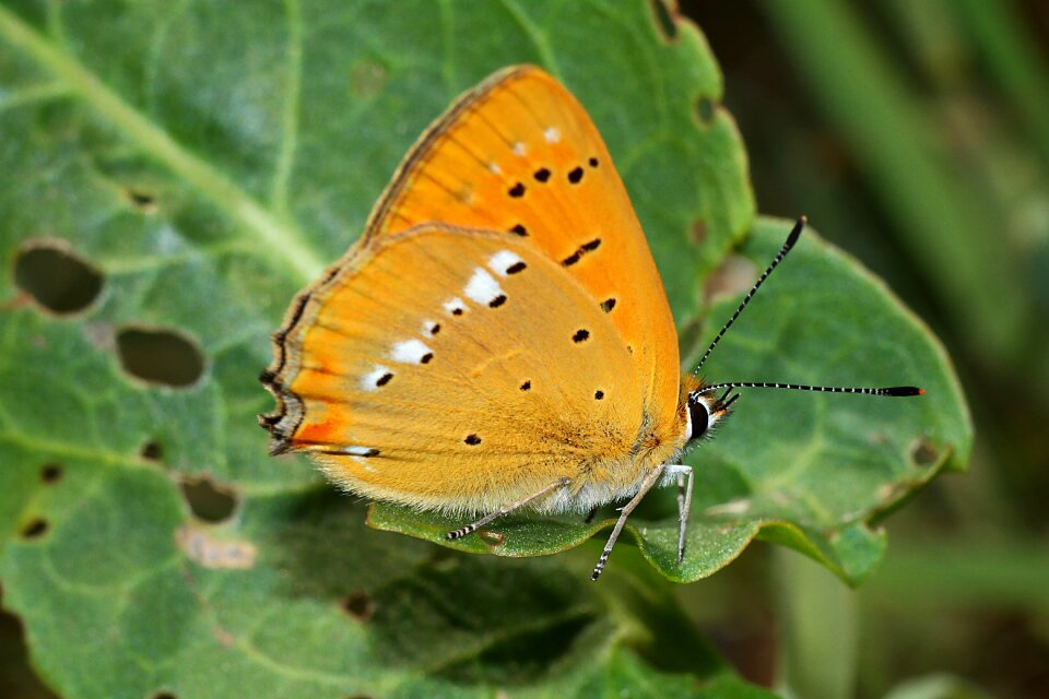 Nature at the court of butterfly day