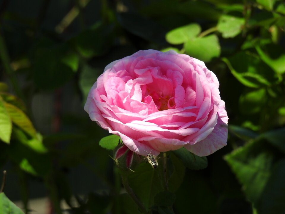 Red rose roses flower
