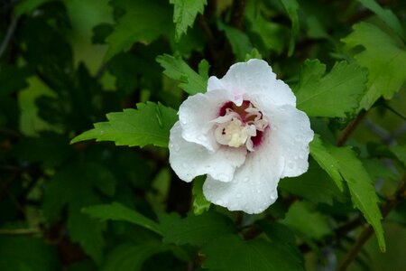 Garden bloom blossom