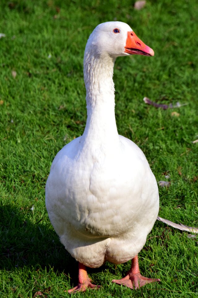 Farm feather animal