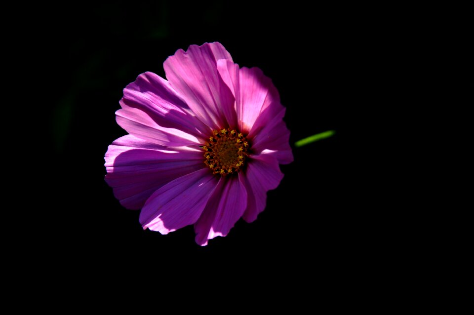 The first year pink plant