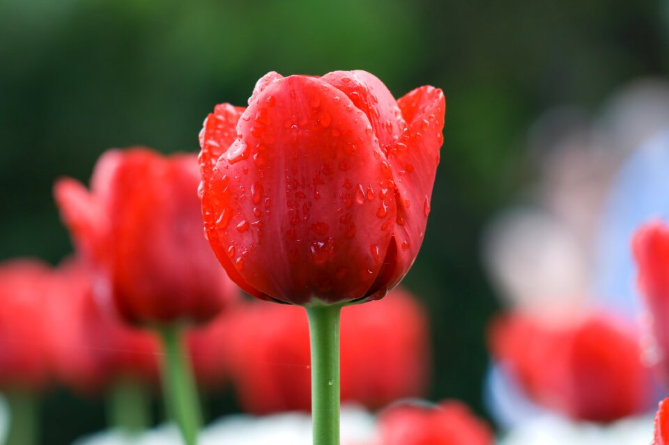 Spring beauty botanical