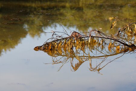 Reflection animal lake