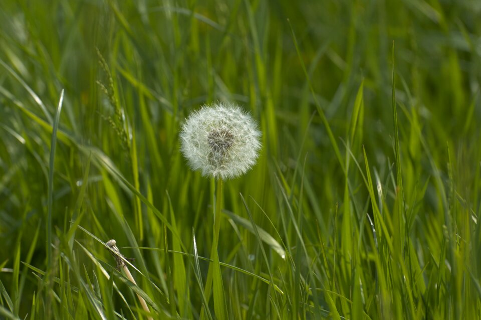 Flower grass flora