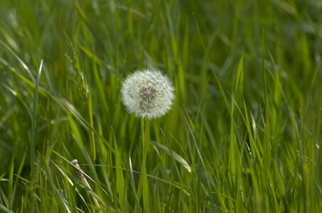 Flower grass flora