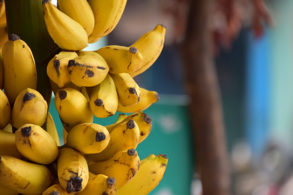India health dieting