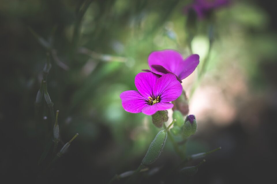 Pink blossom flower pink flower