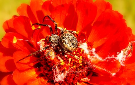 Flower garden animals