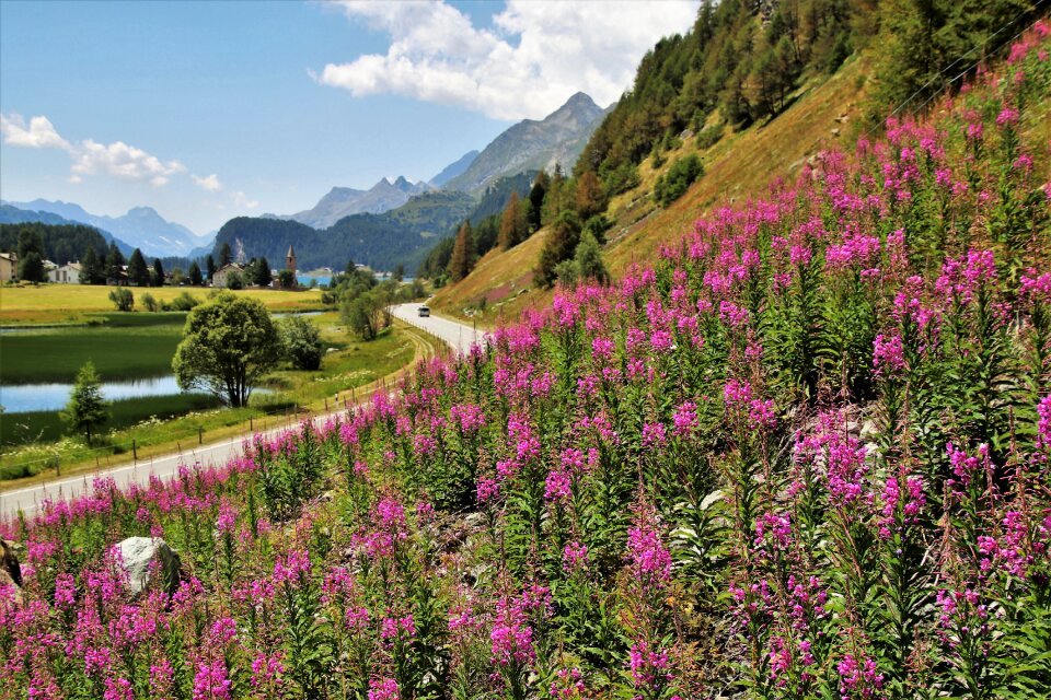 Landscape blossomed village