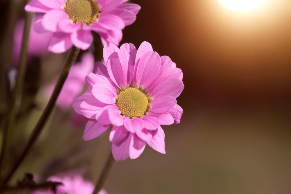 Flowers pink flowers garden