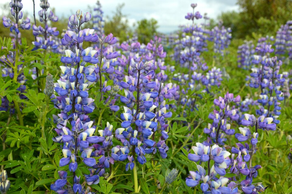 Flowers lupins iceland lupine photo