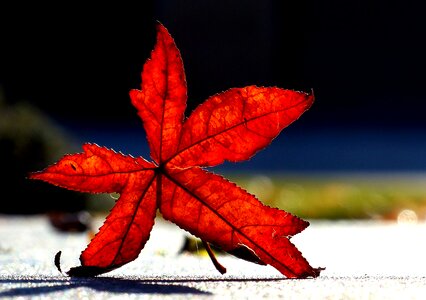 Colorful oak outdoors