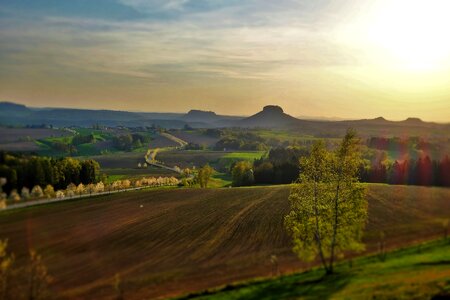 Lily stone elbe sandstone mountains table mountain