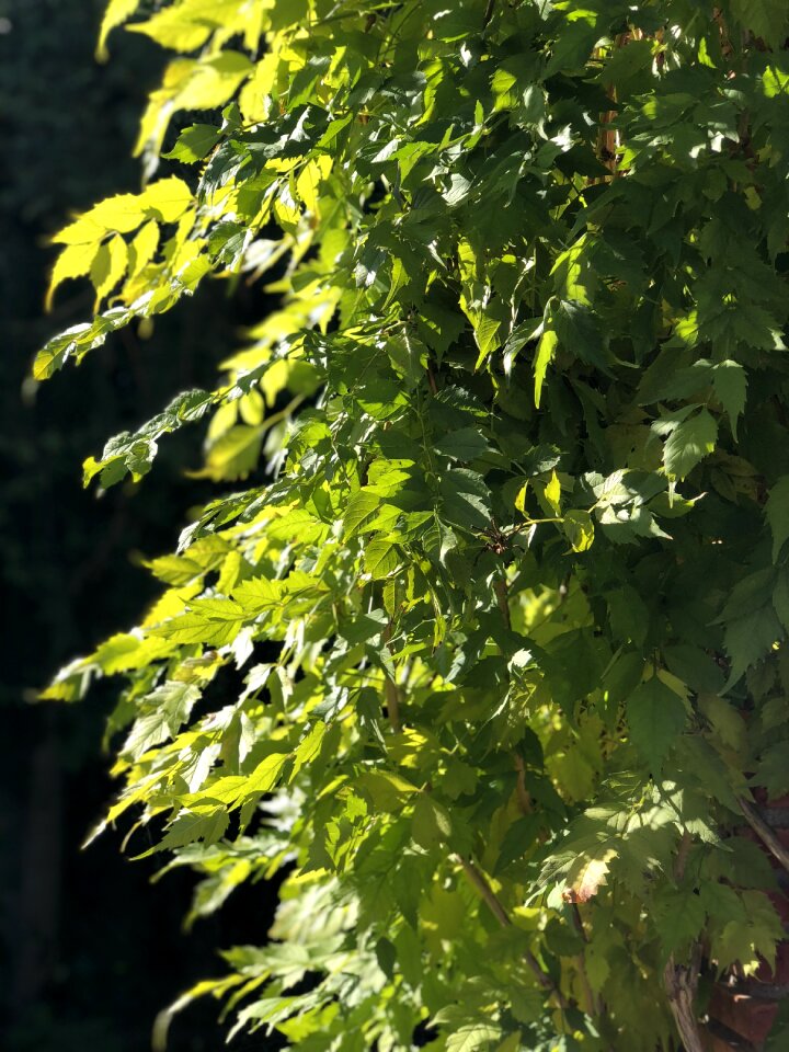 Bignonia red jasmine virginia trumpet creeper