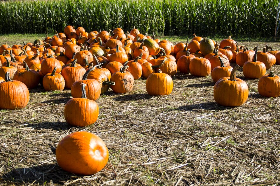 Agriculture harvest fall