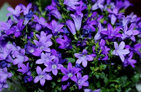 Violet flowerpots nature