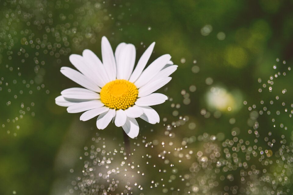 Blossom bloom white blossom