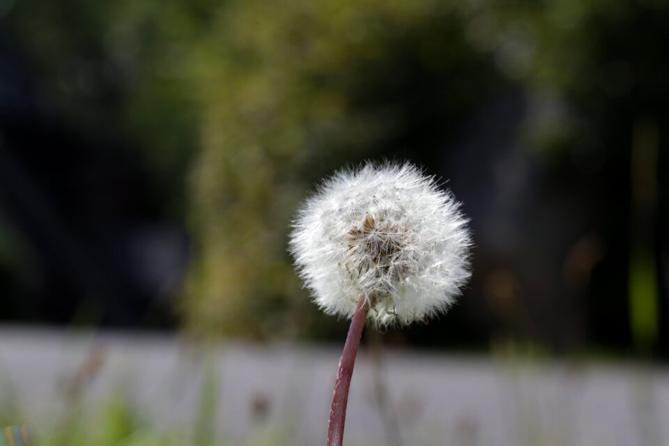 Flower macro grass