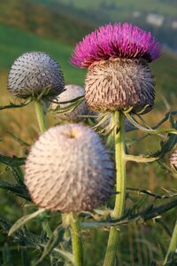 Prickly spine thorn