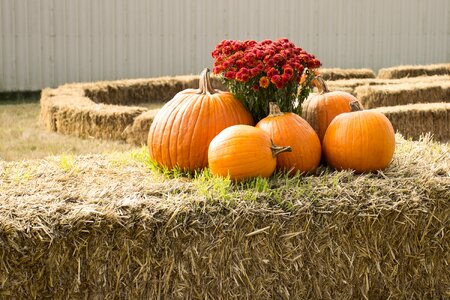 Harvest fall autumn photo