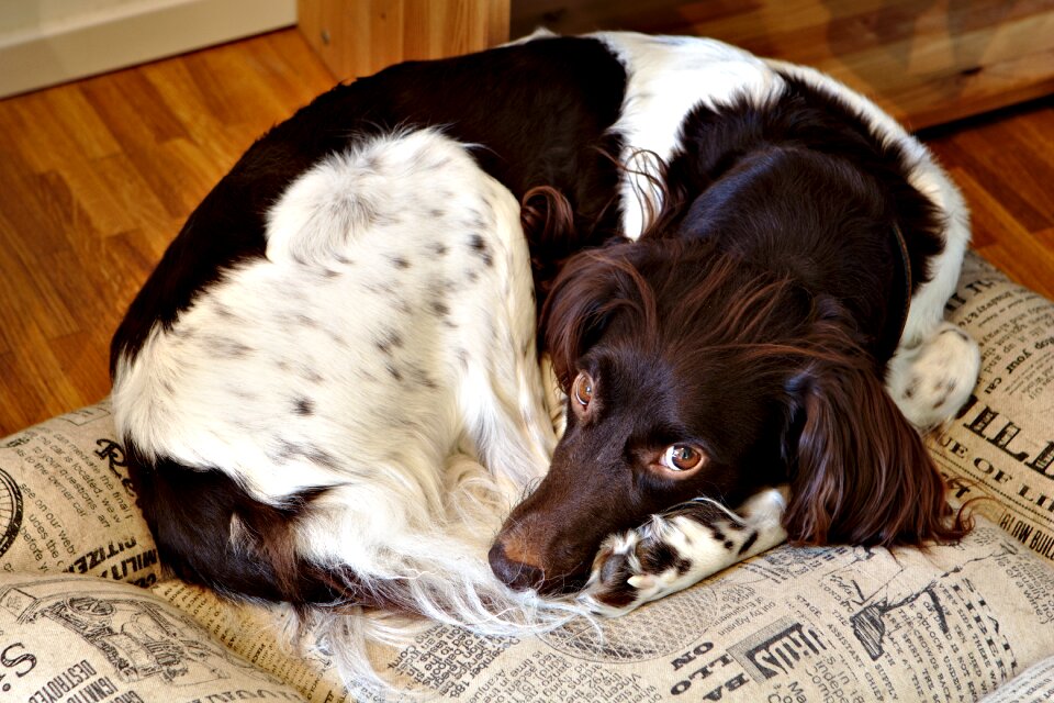 Sleep münsterländer small münsterländer