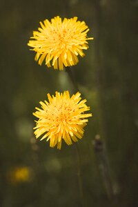 Yellow yellow flowers flower