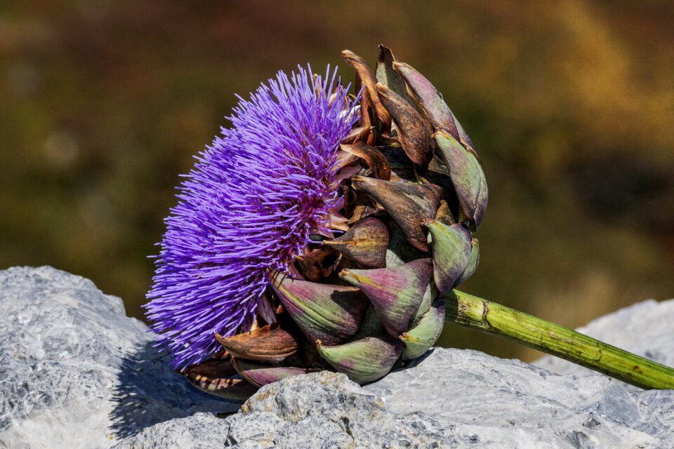 Bloom bright purple