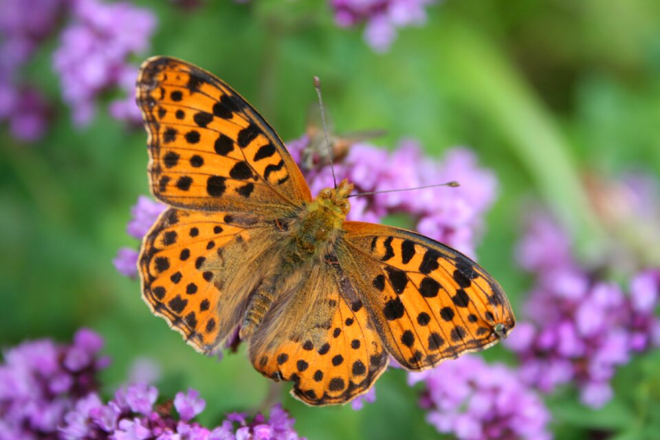 Orange dot flower