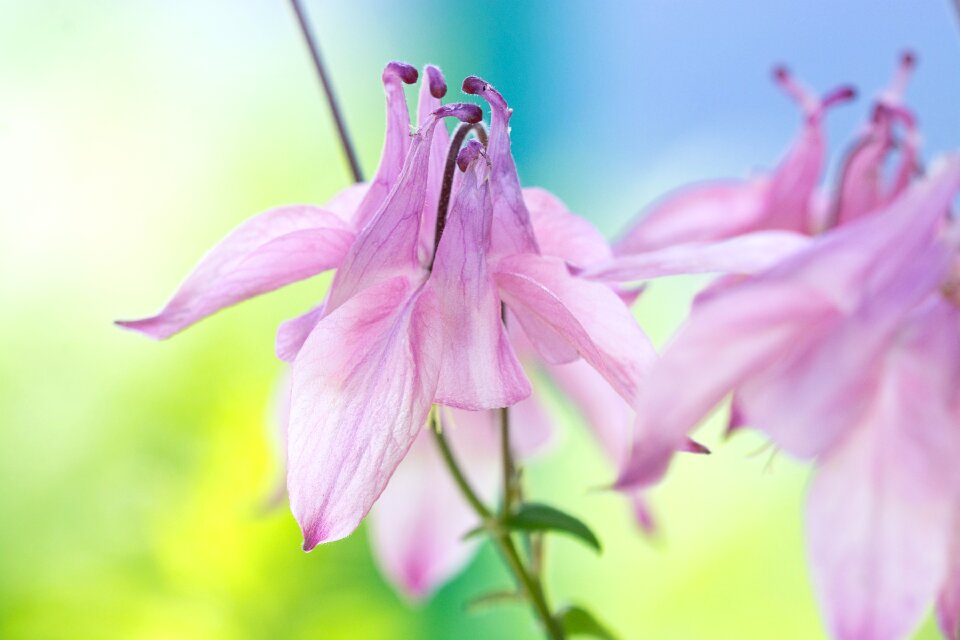 Plant flower pink flower