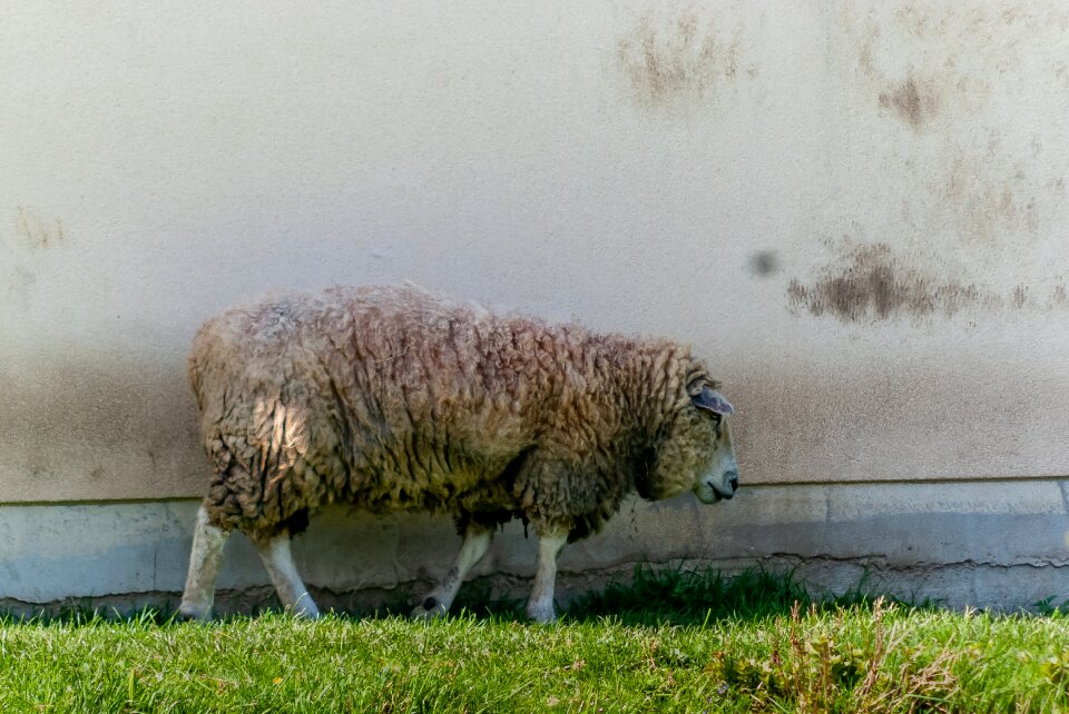 Mammal prairie sheep