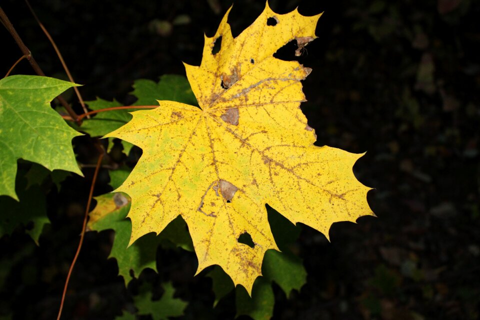 Leaves nature fall foliage