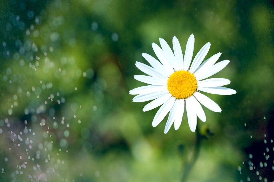 White white flower blossom