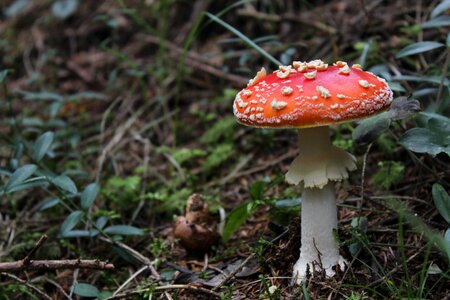 Tree fungus underwood red mushroom photo