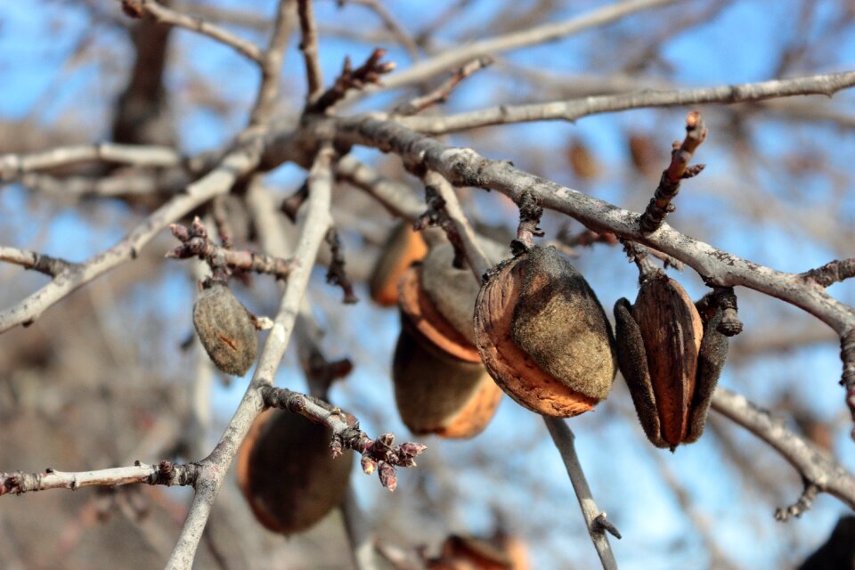 Branches nature dry fruit