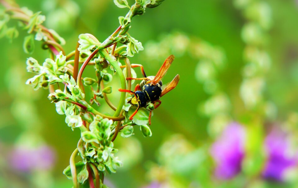 Osowate antennae animals