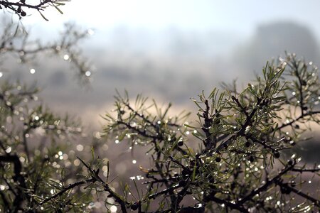 Nature fog field