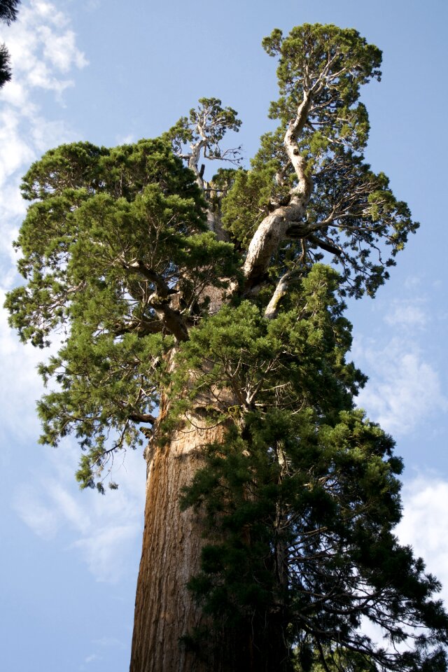 Environment tree woods