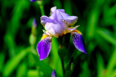 Blue flower nature photo