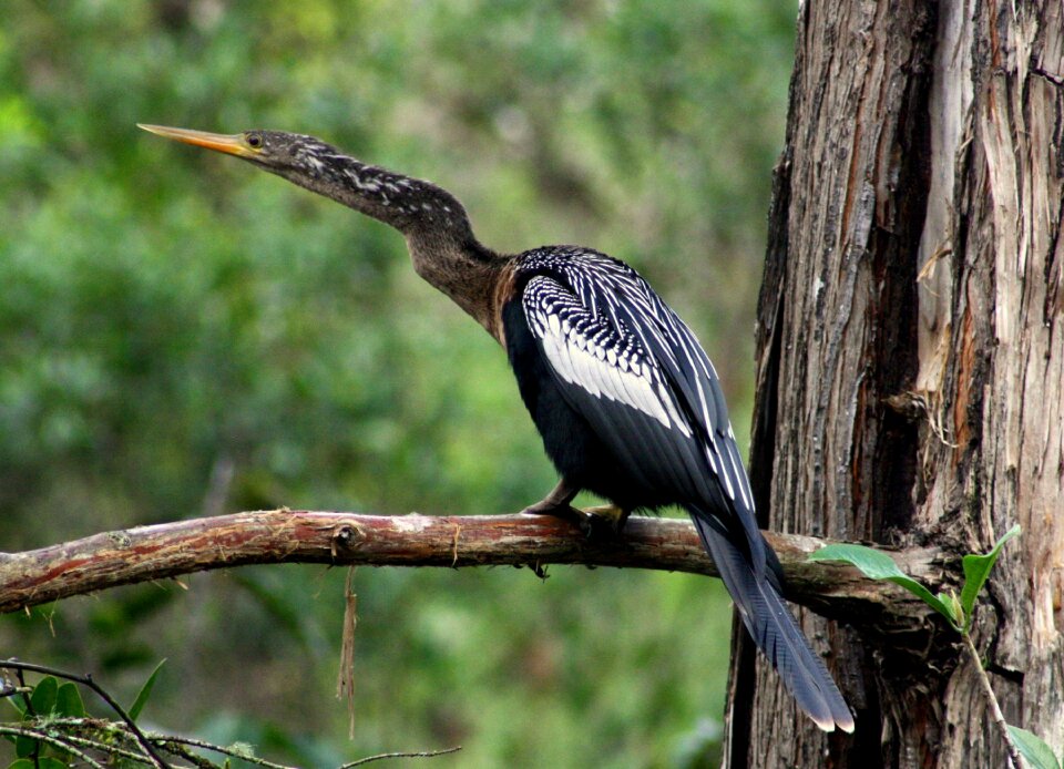 Snakebird wildlife ornithology