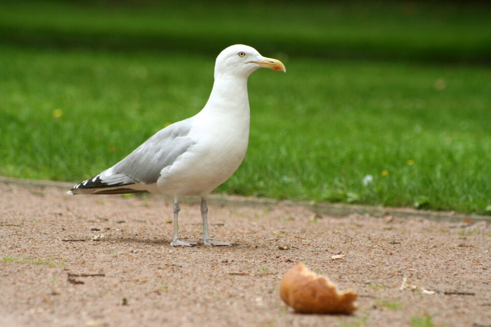 Seagull gull white bird