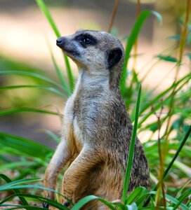 Guard males fur photo