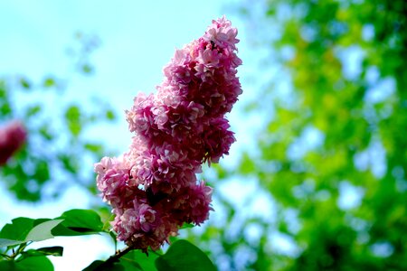 Blossom bloom nature